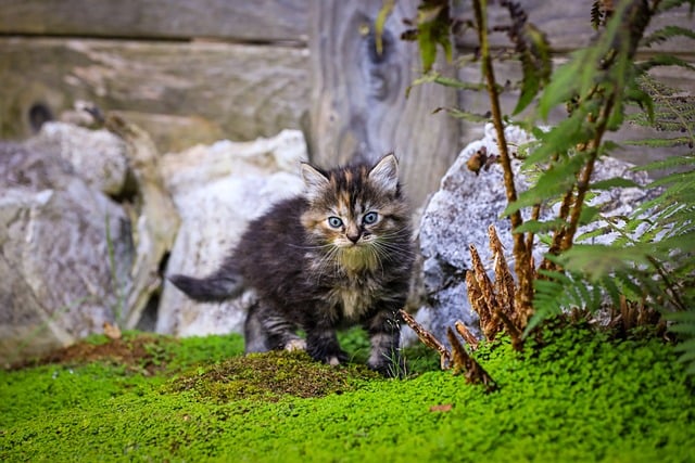 Kat, Kitten, Dier, Katachtige, Huisdier