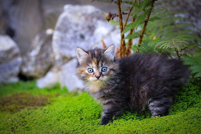 Kat, Katje, Katachtige, Natuur, Dier