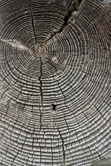 Free Tree Nature photo and picture