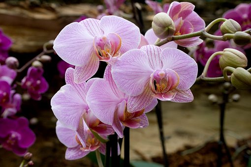 Free Orchid Flower photo and picture