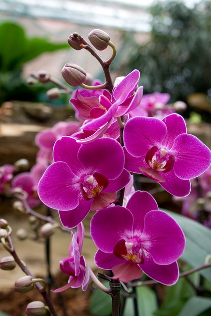Free Orchid Flower photo and picture