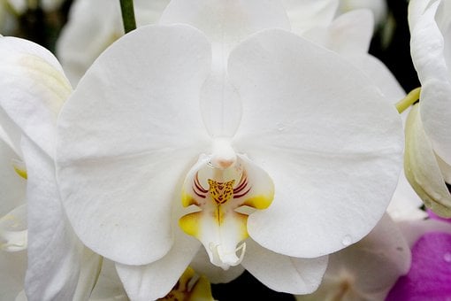 Free Orchid Flower photo and picture