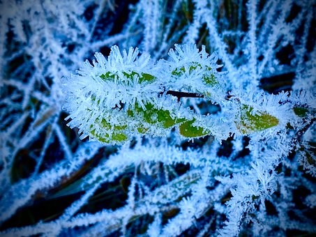 Free Hoarfrost Winter photo and picture