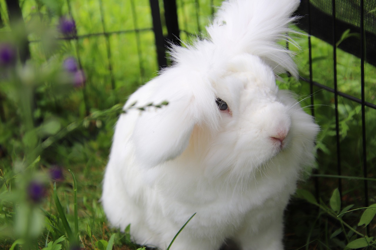 Dwarf Rabbit Rabbits Aries Floppy - Free photo on Pixabay