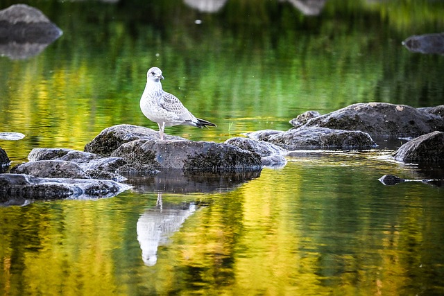 Free Seagull Bird photo and picture