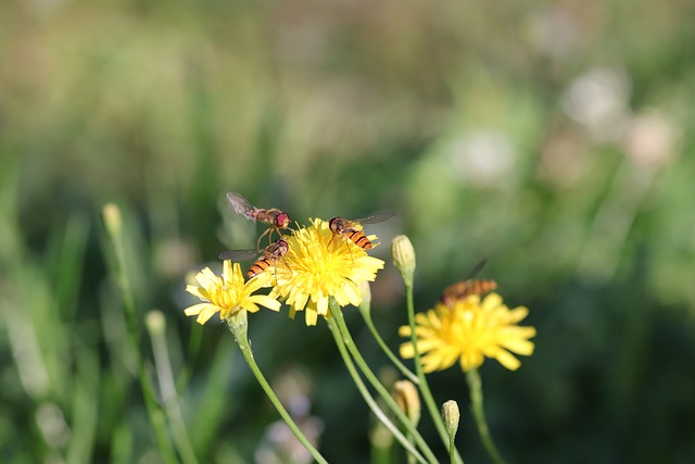 Free Yellow Insects photo and picture