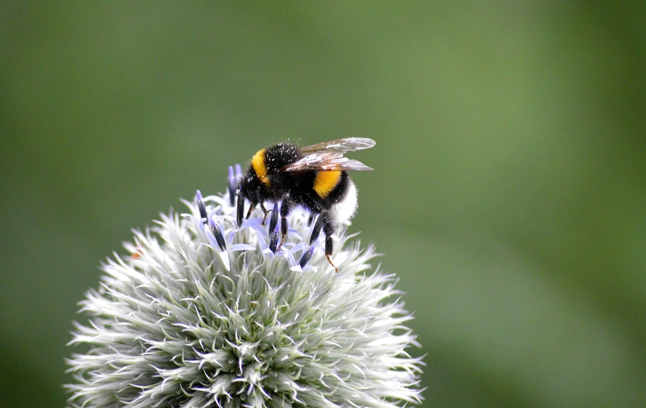 Bumblebee Insect Animal - Free photo on Pixabay