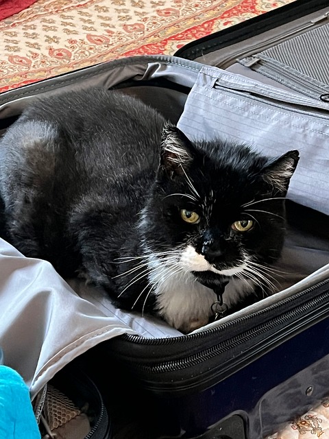 Free Cat Travel photo and picture