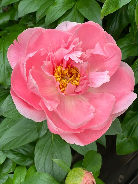 Free Flower Bloom photo and picture
