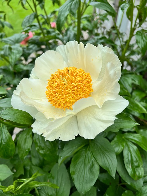 Free Flower Bloom photo and picture