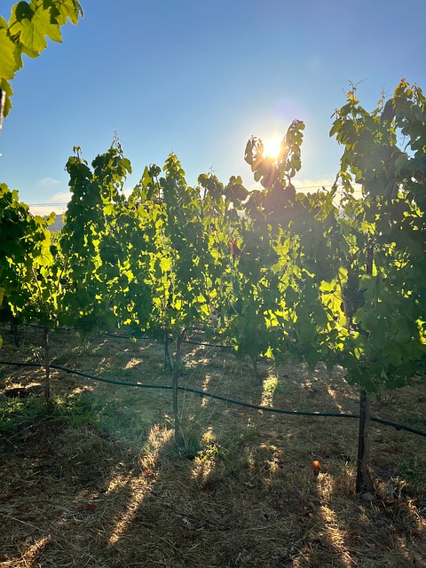 Free Vineyard Wine photo and picture