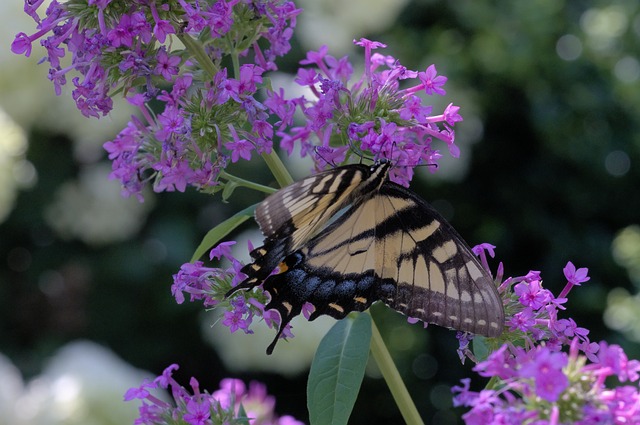 Free Butterfly Pollinate photo and picture