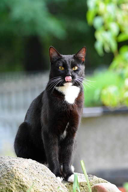 Free Cat Nature photo and picture