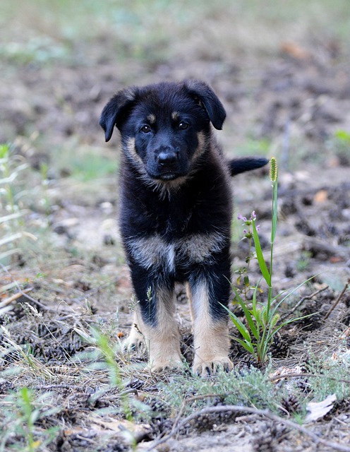 Free Dog Puppy photo and picture