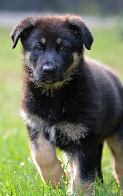 Free Dog Sheep-Dog photo and picture