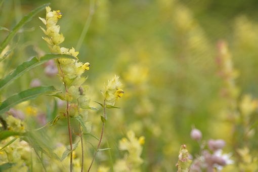 Free Flowers Nature photo and picture