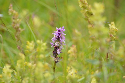Free Flowers Nature photo and picture