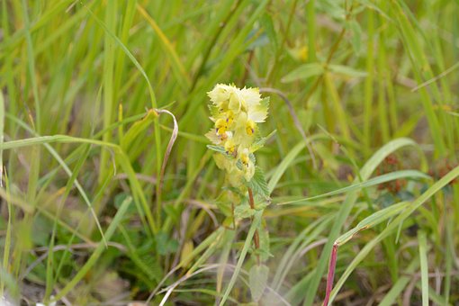 Free Flowers Nature photo and picture