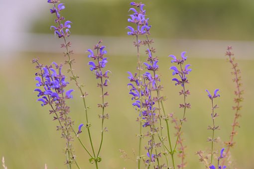 Free Flowers Nature photo and picture