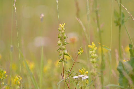 Free Flowers Nature photo and picture