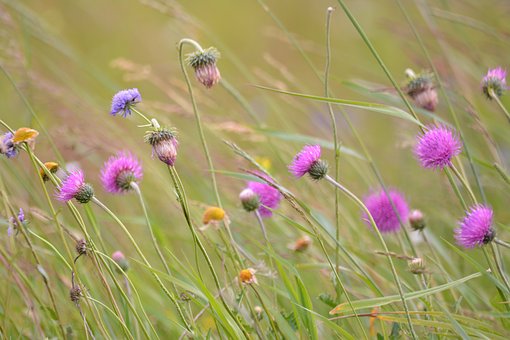 Free Flowers Nature photo and picture