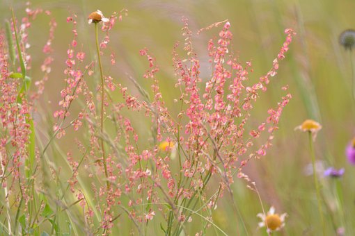 Free Flowers Nature photo and picture
