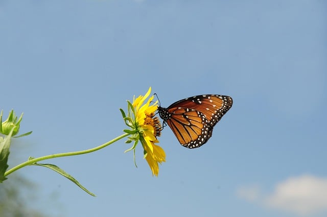Monarch Butterfly images