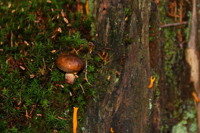 Free Nature Country photo and picture