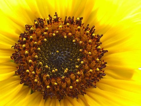 Sonnenblume, Blütenkorb, Röhrenblüten