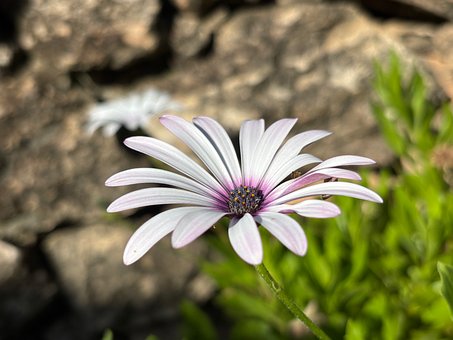 Free Flower Nature photo and picture