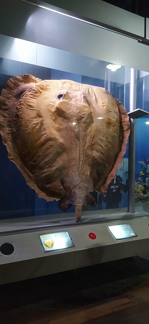 Museo, Mantarraya, Naturaleza, Fósil