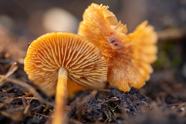 Free Mushrooms Fungi photo and picture