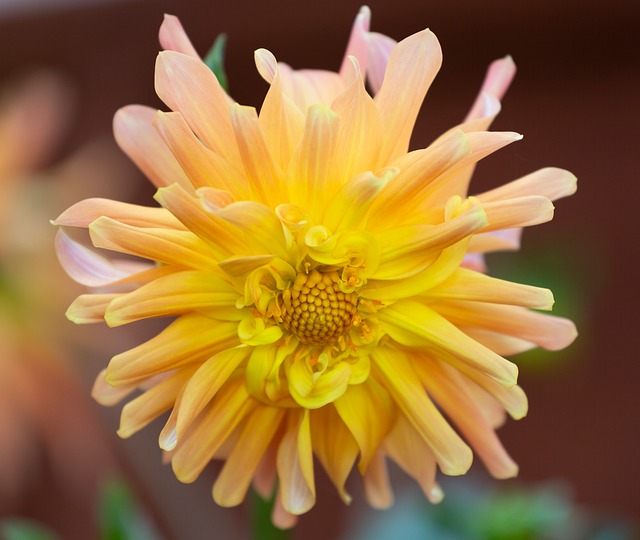 Free Dahlia Flower photo and picture