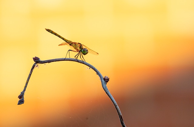 Free Dragonfly Emerald photo and picture