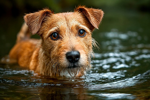 Free Dog Dog In The Water photo and picture