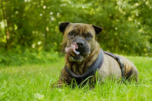 Shar-Pei, Perro, Animal, Retrato