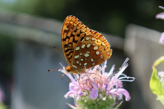 Free Butterfly Nature photo and picture
