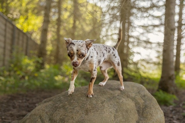 Free Chihuahua Merle Dog photo and picture