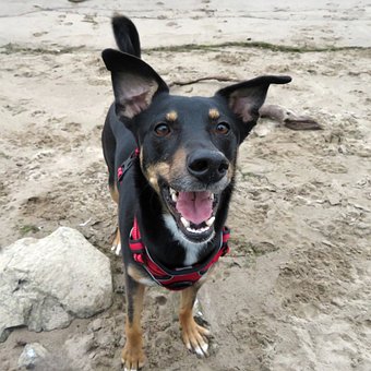 Hund, Hybrid, Dyrebeskyttelseshund