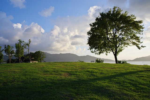 Grün, Sonnenuntergang, Baum, Natur