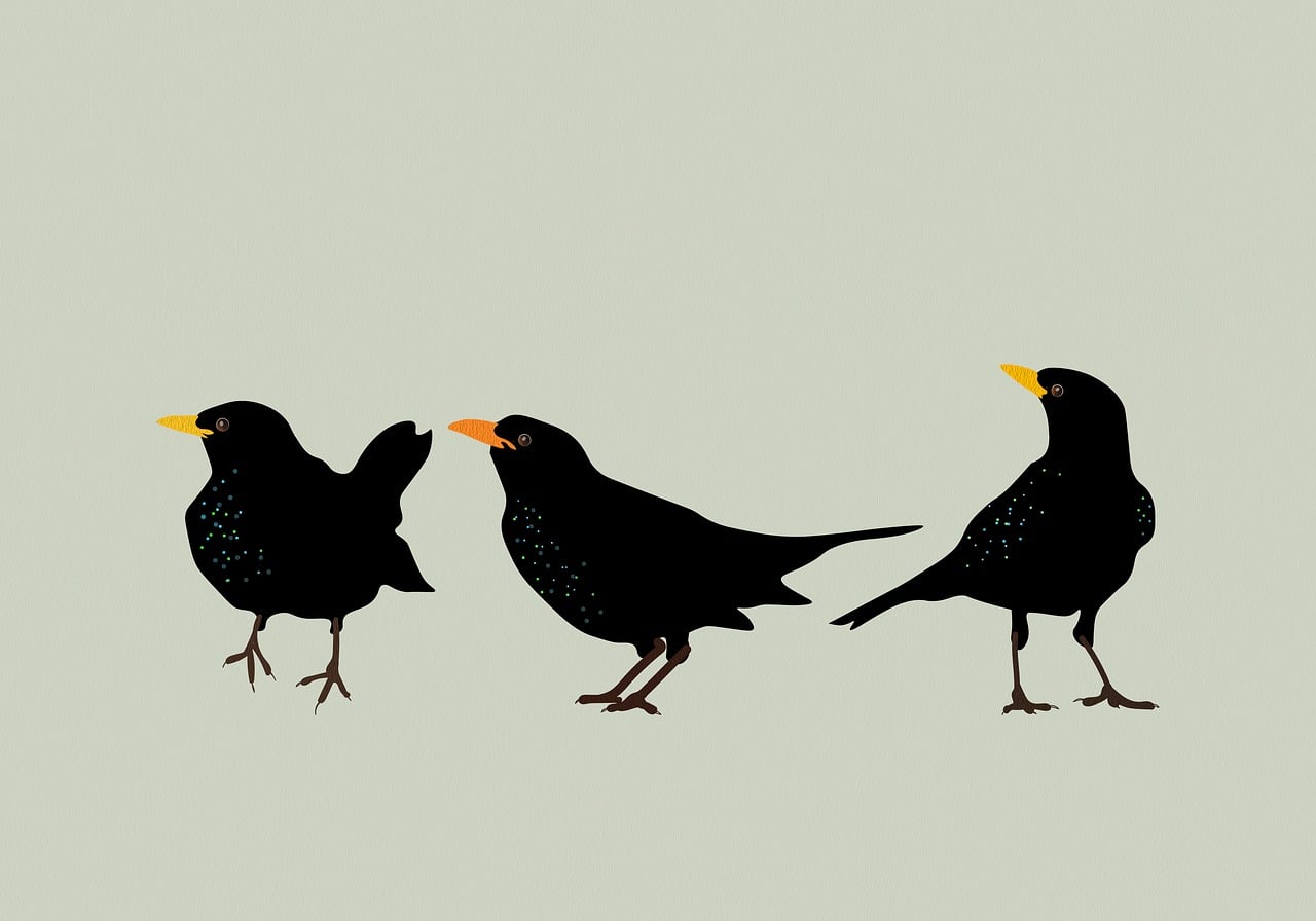 Blackbirds Background Nature Free photo on