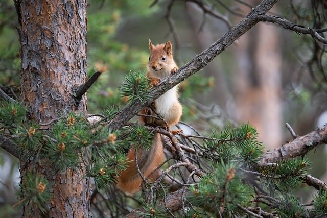 Free Squirrel Eurasian Squirrel photo and picture