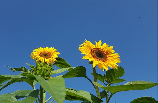 Solsikke, Himmel, Blomstre, Gul, Blå