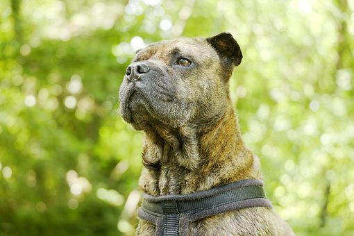 Perro, Shar-Pei, Naturaleza, Animal