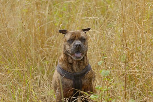 Shar-Pei, Perro, Naturaleza, Animal