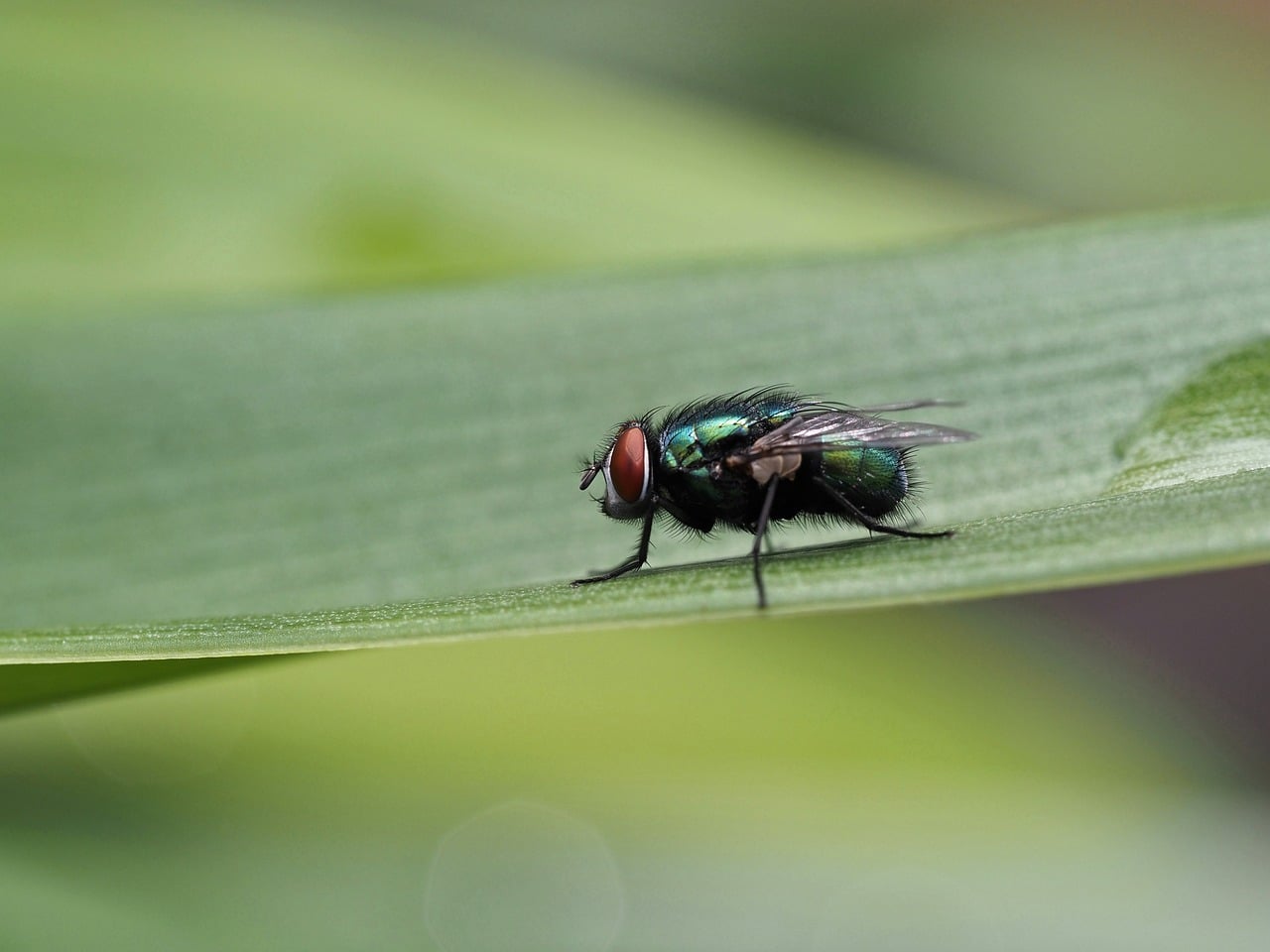 Fly - free online jigsaw puzzle photo