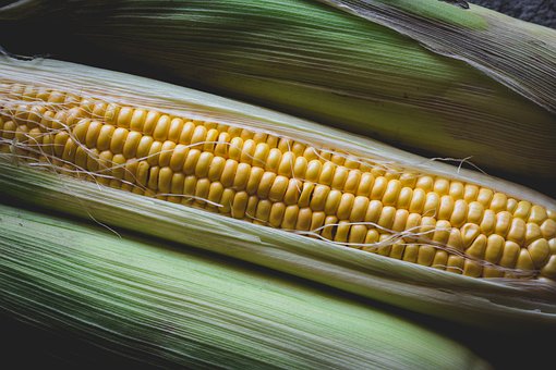 Free Corn Harvest photo and picture