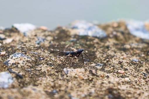 Free Ant Black Ant photo and picture