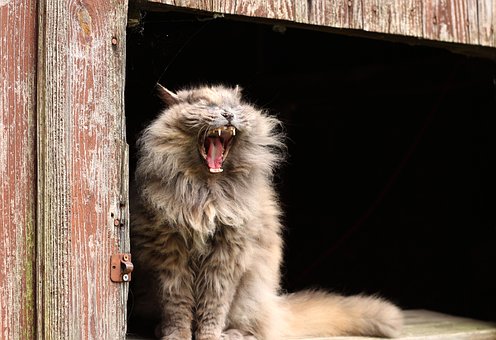 Kat, Feline, Gabe, Keder Sig, Hvisle