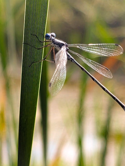 Inseto, Libélula, Natureza